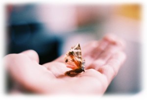 butterfly-in-the-hand02a